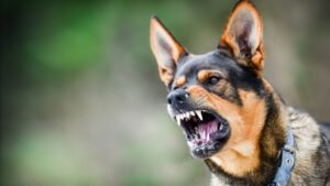 Who Is Responsible If A Dog Bites Someone In California